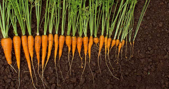 Grow it yourself: Carrots
