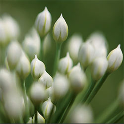 Grow it yourself: Garlic Chives