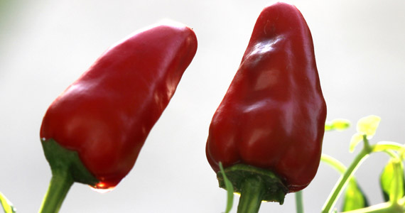 Grow it yourself: Ghost Pepper