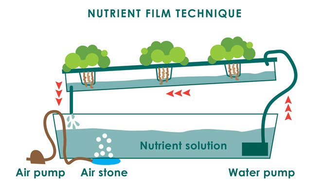 Hydroponics: The nutrient film technique (NFT)