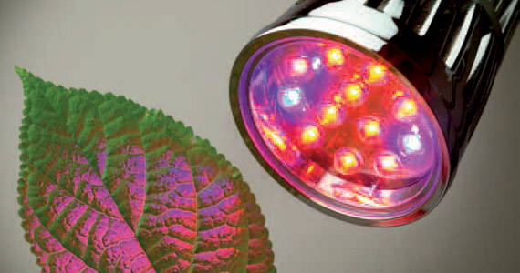 LEDs for plant production
