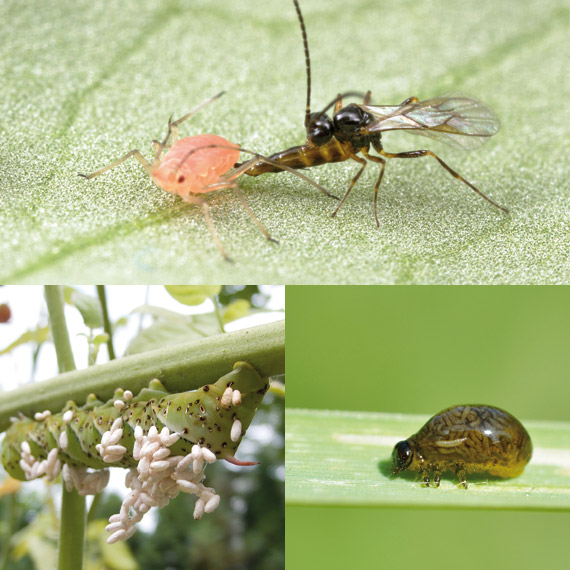Parasitic wasps - Part 1 - Pests & Diseases