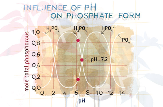 Phosphorus a complicated story