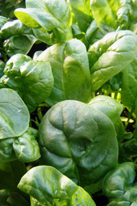 Grow it yourself: Spinach