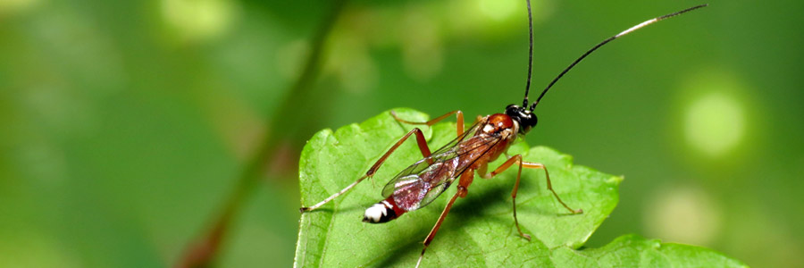Parasitic wasps - Part 1 - Pests & Diseases