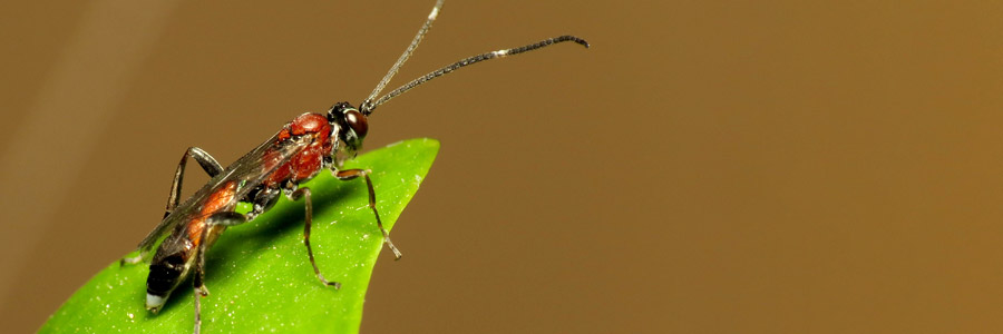 Parasitic wasps - Part 2 - Pests & Diseases