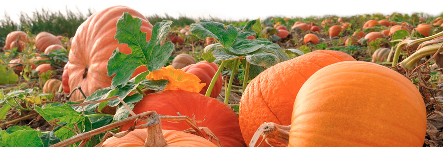 Grow it yourself: Pumpkin