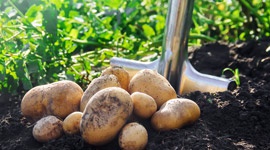Grow it yourself: Potato
